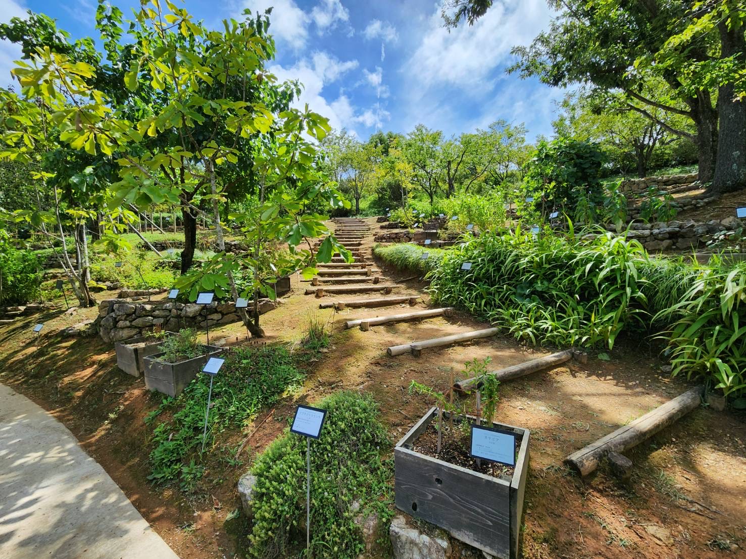 園内の薬用植物園区（写真５）