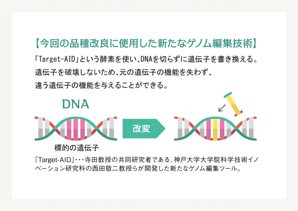 今回の品種改良に使用した新たなゲノム編集技術の解説図